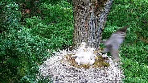 Little black stork chick snatched out of the nest by a hawk