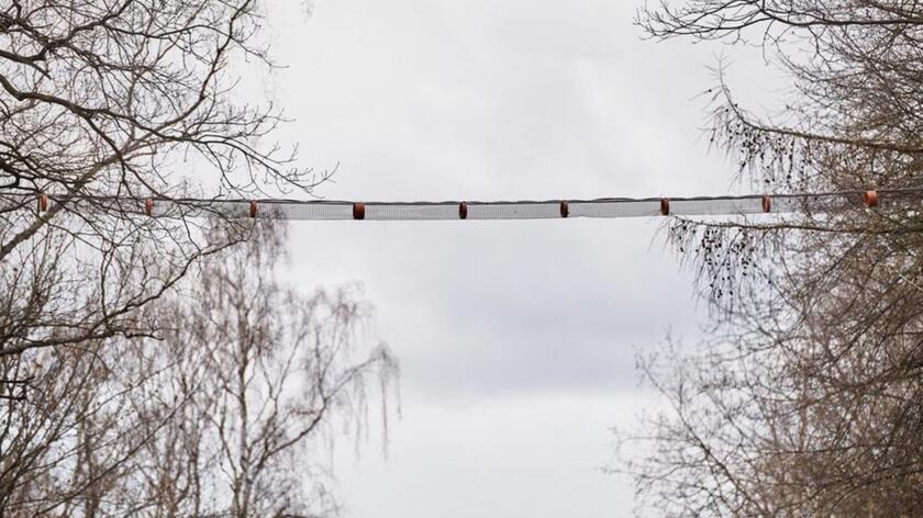 Squirrels in Łódź now have their own suspension bridge