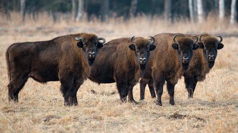 A group of 7 bisons moved away from the main herd
