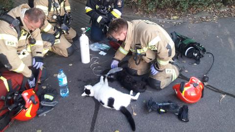 Firefighters rescued cats from a burning flat