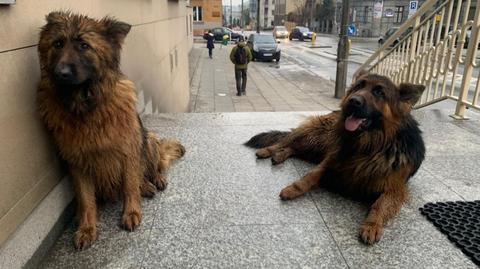 The two dogs showed up in front of the police station