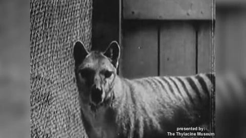 Archiwalne filmy wilków tasmańskich w Hobart Zoo