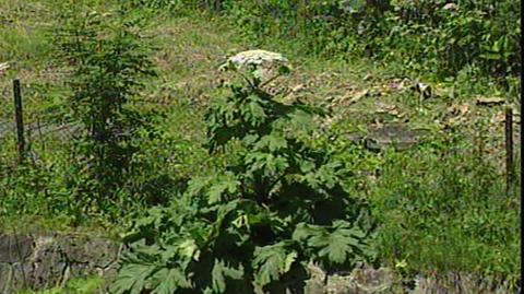 Barszcz Sosnowskeigo to chwast, która zagraża rodzimym roślinom