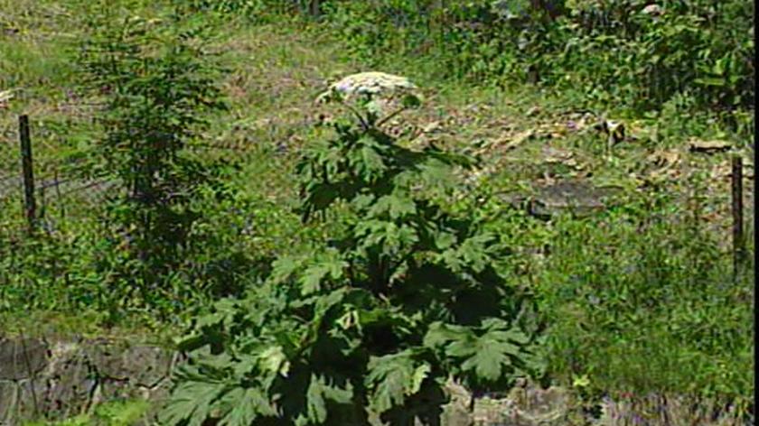 Barszcz Sosnowskeigo to chwast, która zagraża rodzimym roślinom