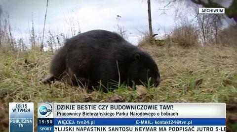 "Bobrów należy się bać, tak jak każdego dzikiego zwierzęcia"