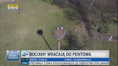 Bociany wracają do Polski