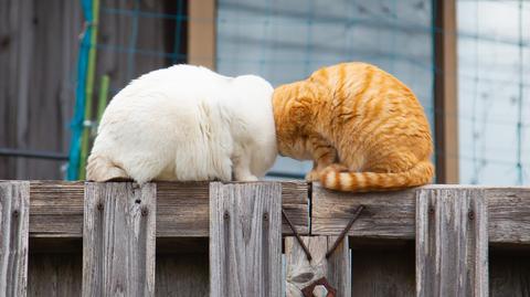 Zwycięskie i wyróżnione zdjęcia w konkursie Animal Friends Comedy Pet Photo Awards 2022