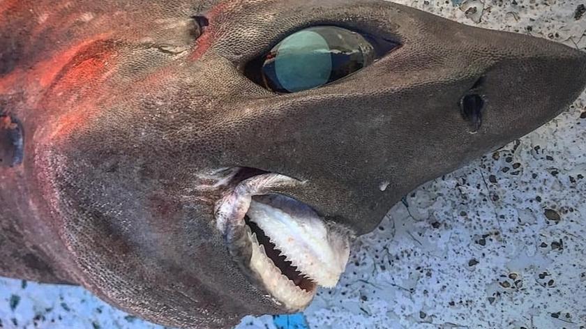 Morze wyrzuciło zwłoki stuletniego rekina na plażę w Wielkiej Brytanii. Miał infekcję mózgu