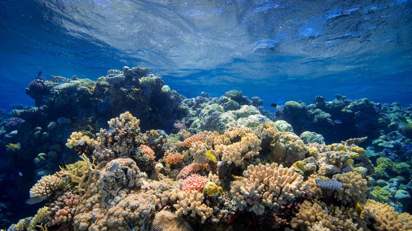 Rafa koralowa wymiera