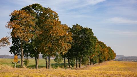 Prognoza temperatury na kolejne dni