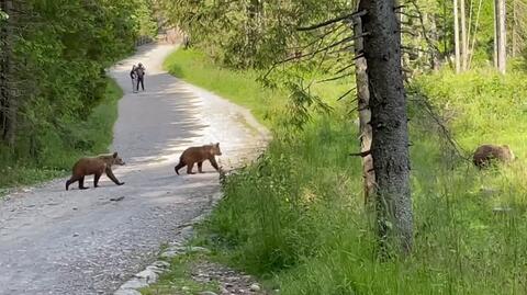 Niedźwiedzia rodzina na szlaku w Dolinie Chochołowskiej