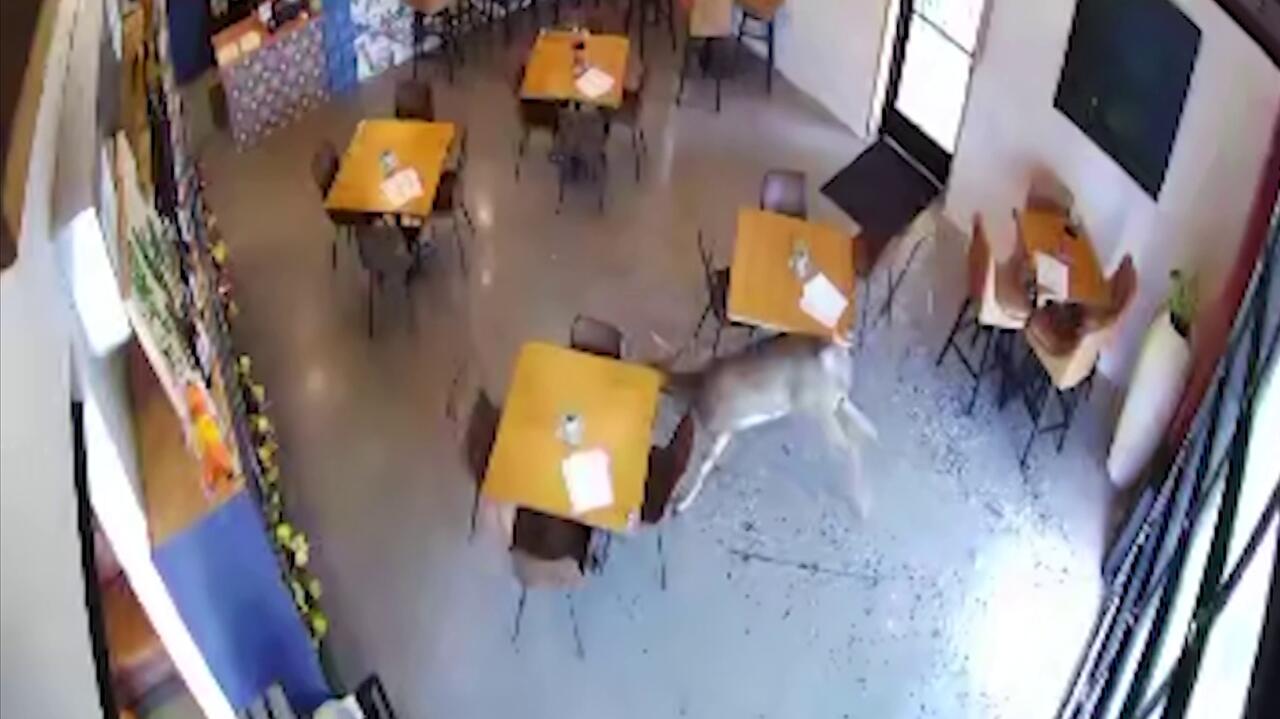 Łania rozbiła szybę w lokalu i zrobiła niezłe zamieszanie