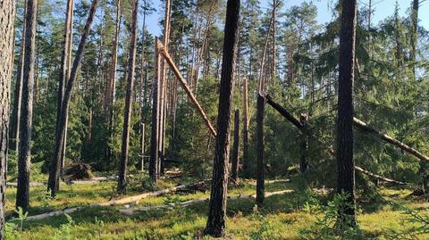 Skutki burz na Pomorzu Gdańskim