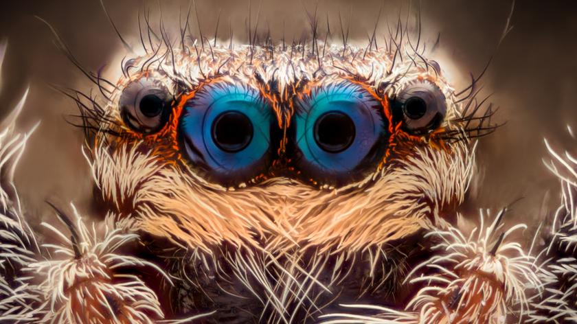 Nowo odkryta grupa pająków w Australii 