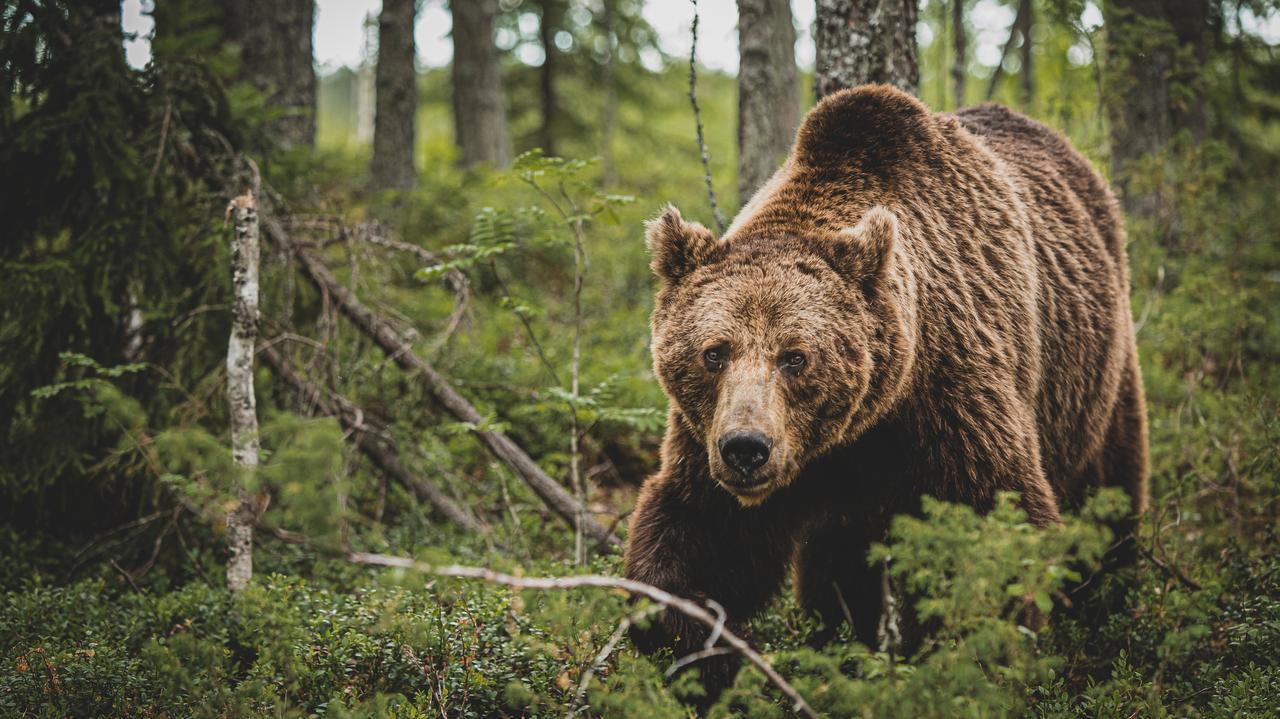 România.  O ursoaica a fost impuscata dupa ce a ucis trei cerbi si un emu la gradina zoologica