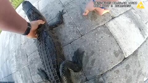 Oficer policji przemieszcza aligatora z basenu