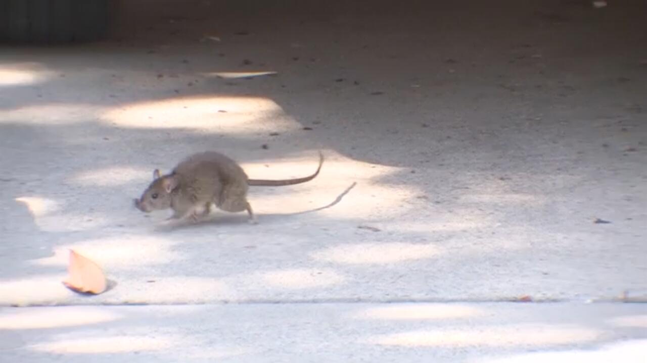 Nawet tysiąc szczurów w jednym domu. Horror mieszkańców miasta w Kalifornii