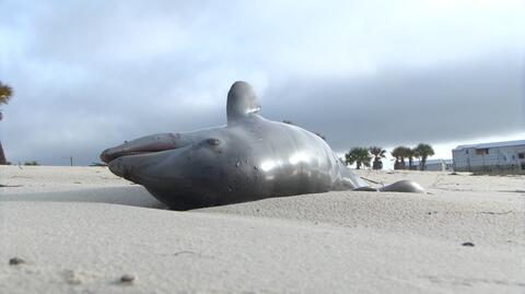 Martwy delfin na plaży