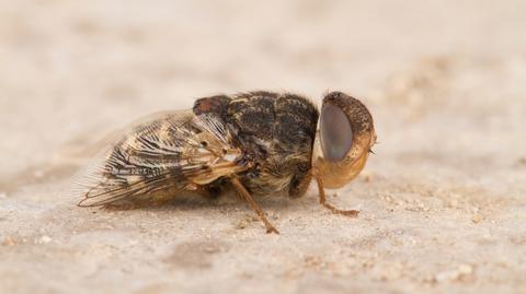 Mucha owcza (Oestrus ovis)