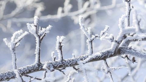 Prognozowana temperatura w kolejnych dniach