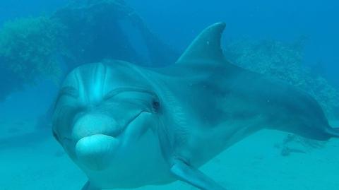 W Ejlacie delfiny są na wyciągnięcie ręki