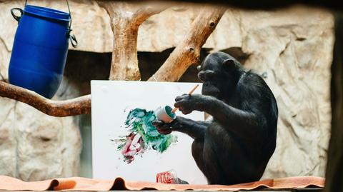 Dzieła szympansicy Lucy można oglądać w muzeum
