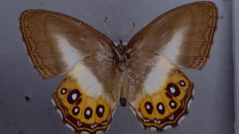 Motyl z gatunku Saurona triangula
