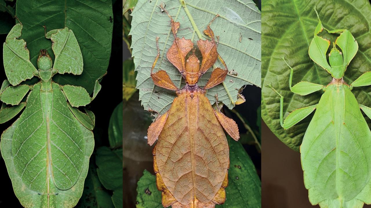 New species of leaf-like insects have been discovered
