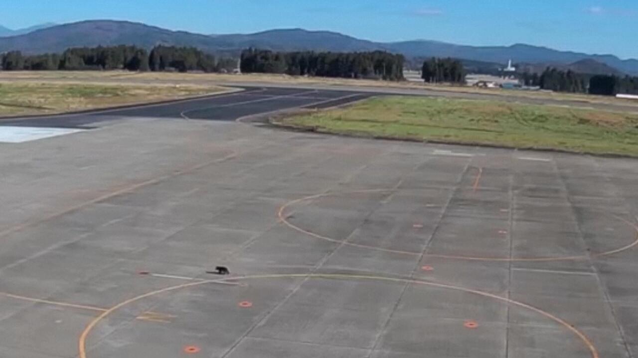 Niedźwiadek na lotnisku. Wstrzymano loty