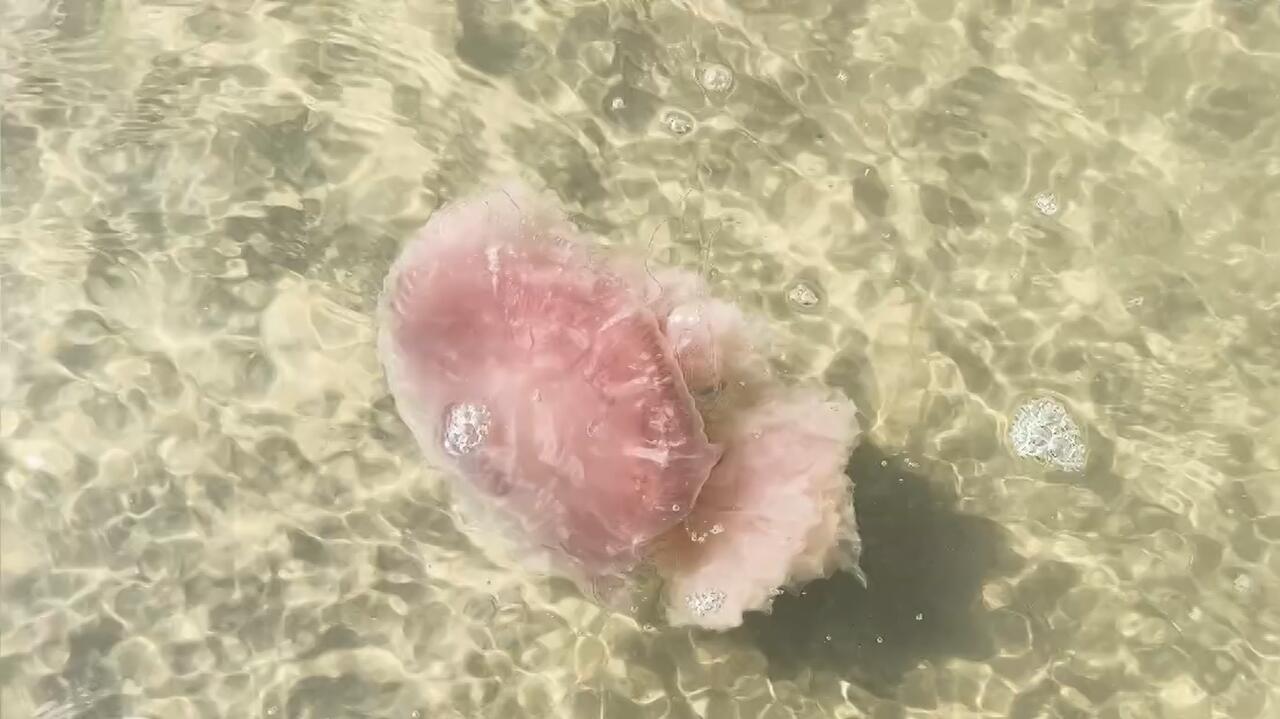 Rzadka meduza, w kolorze waty cukrowej, pojawiła się na plaży. Ma 20-metrowe macki