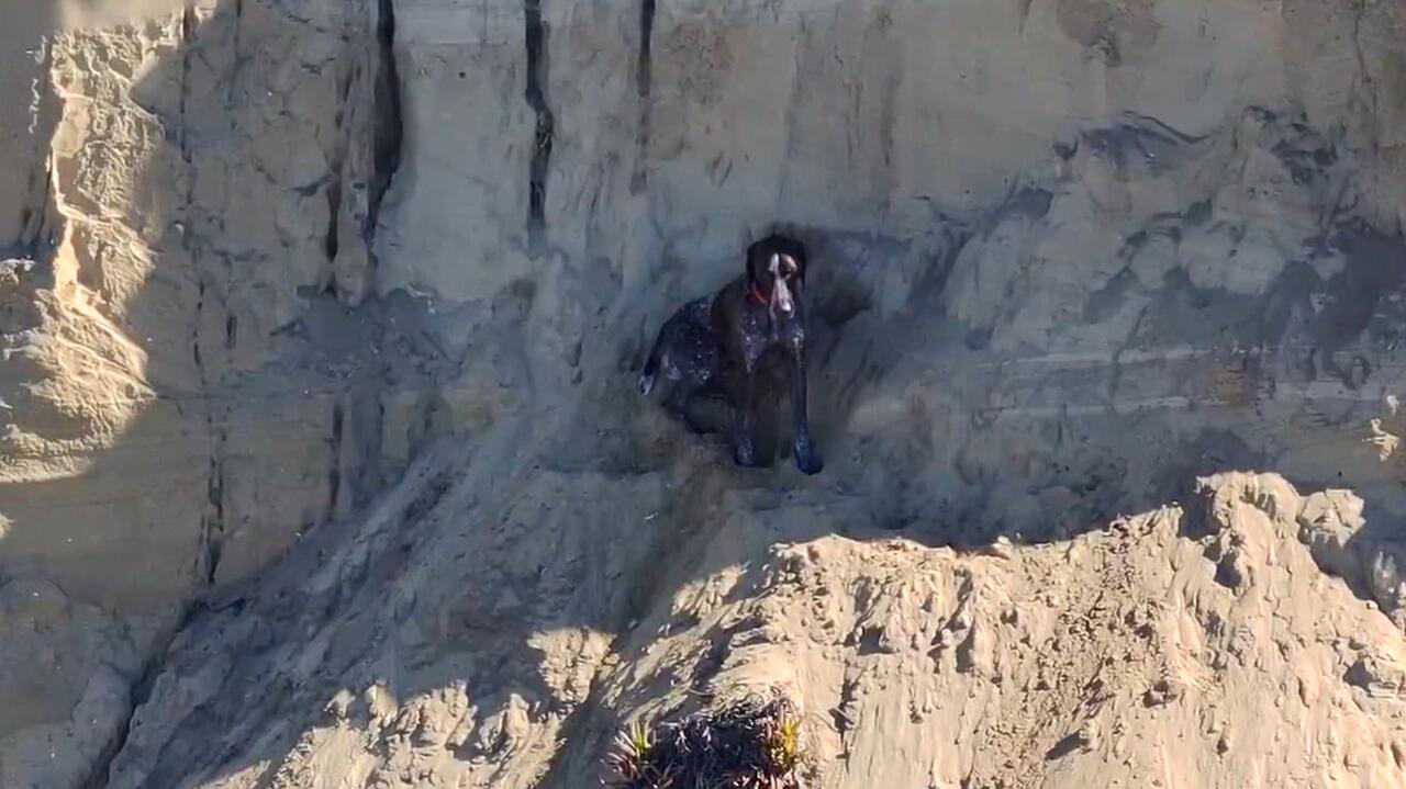 Pies spadł z klifu w San Francisco. Akcja ratunkowa nie należała do najłatwiejszych