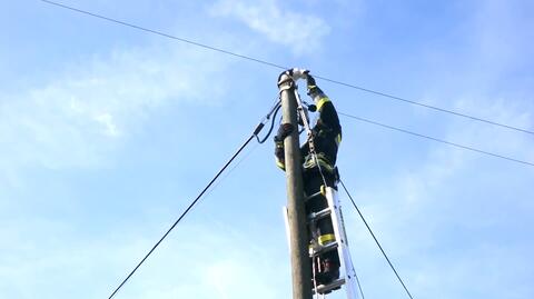 Kot utknął na słupie telefonicznym