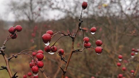 Deszczowy piątek