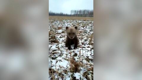 Kilkumiesięczny niedźwiedź brunatny błąkał się przy drodze na Łotwie