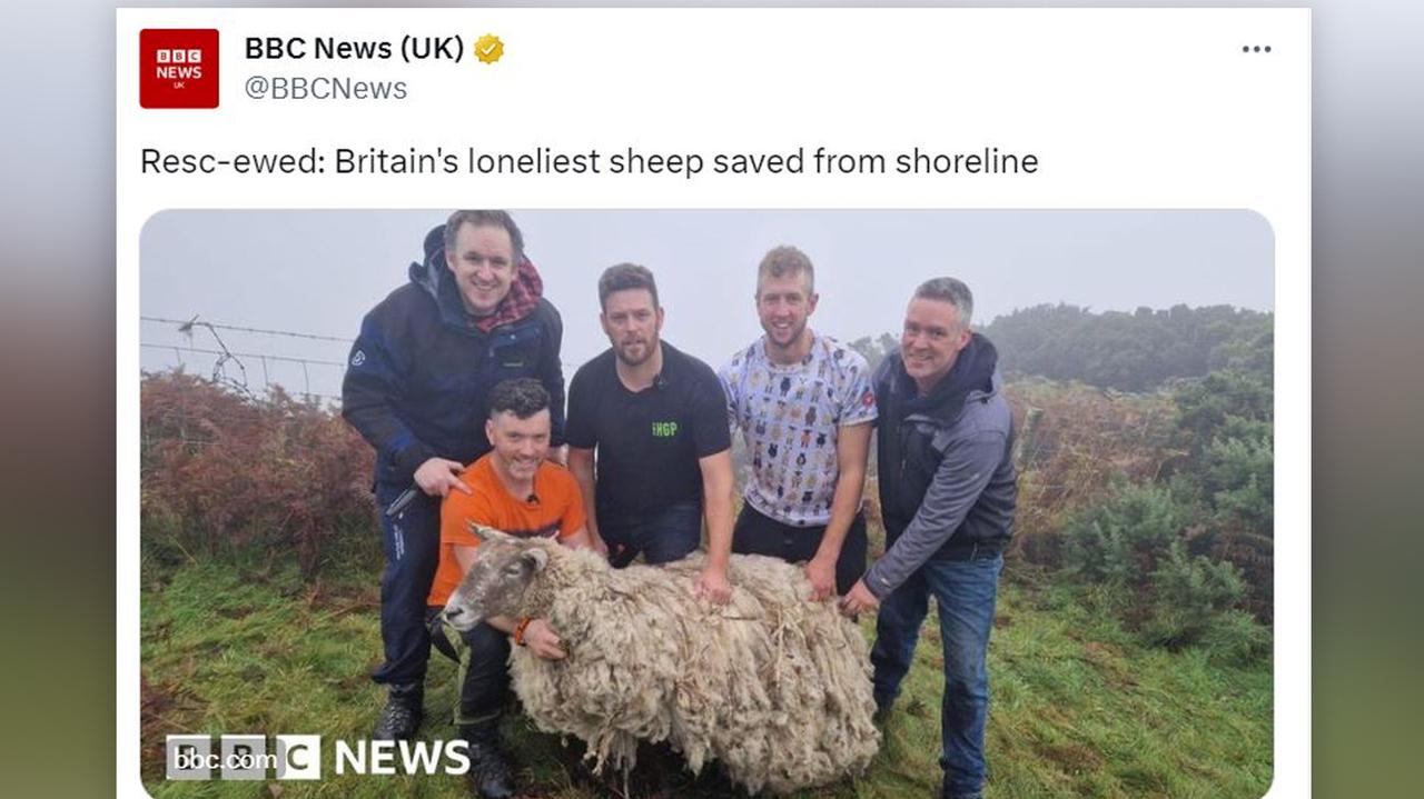 Rescatan a una oveja que llevaba dos años atrapada bajo un acantilado