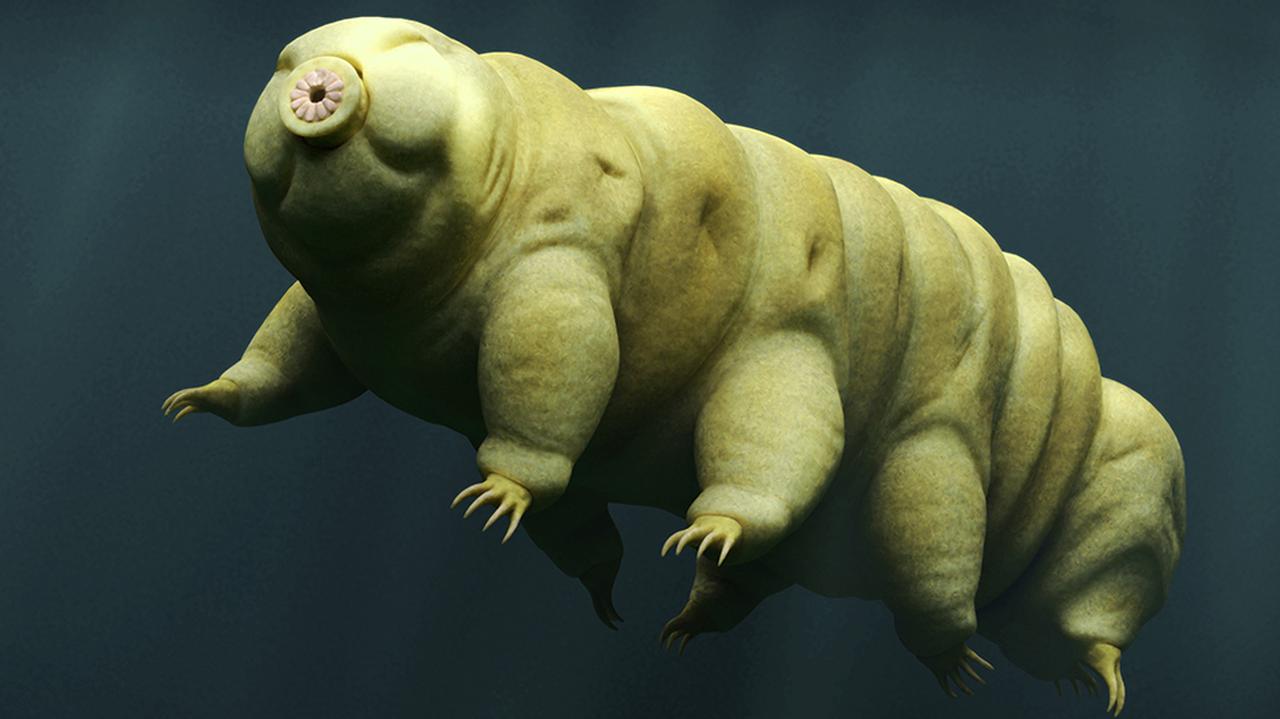 Tardigrades are resistant to ionizing radiation due to rapid DNA repair.  Another supernatural power of these beings has been discovered