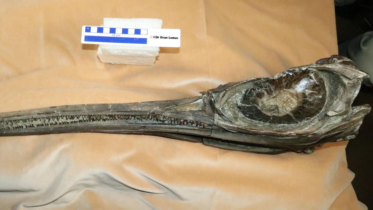 Pysk jak miecz, w środku pozostałości ostatniego posiłku