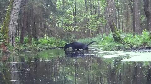 Czarny wilk uchwycony przez fotopułapkę - i nie tylko