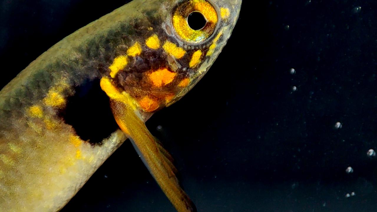 Ta ryba "zaginęła" na dwie dekady. Kryła się w malutkim stawie