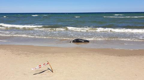 Foka odpoczywała na plaży w Ustce
