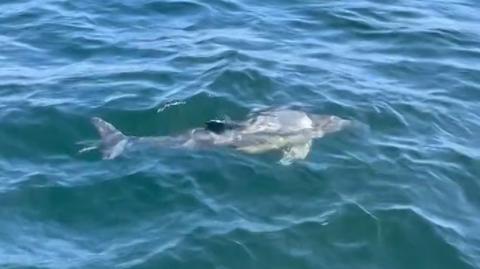 Delfiny zwyczajne pojawiły się w Bałtyku