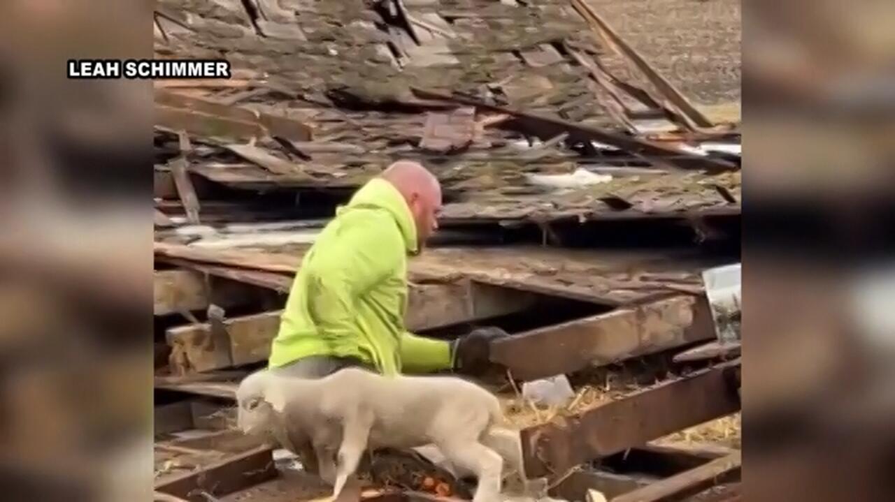Tornado zrównało stodołę z ziemią. Rolnik rzucił się na pomoc zwierzętom