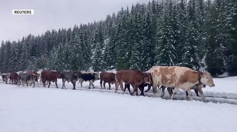 Wrześniowe opady śniegu w austriackich Alpach