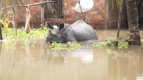 Powódź w Parku Narodowym Kaziranga