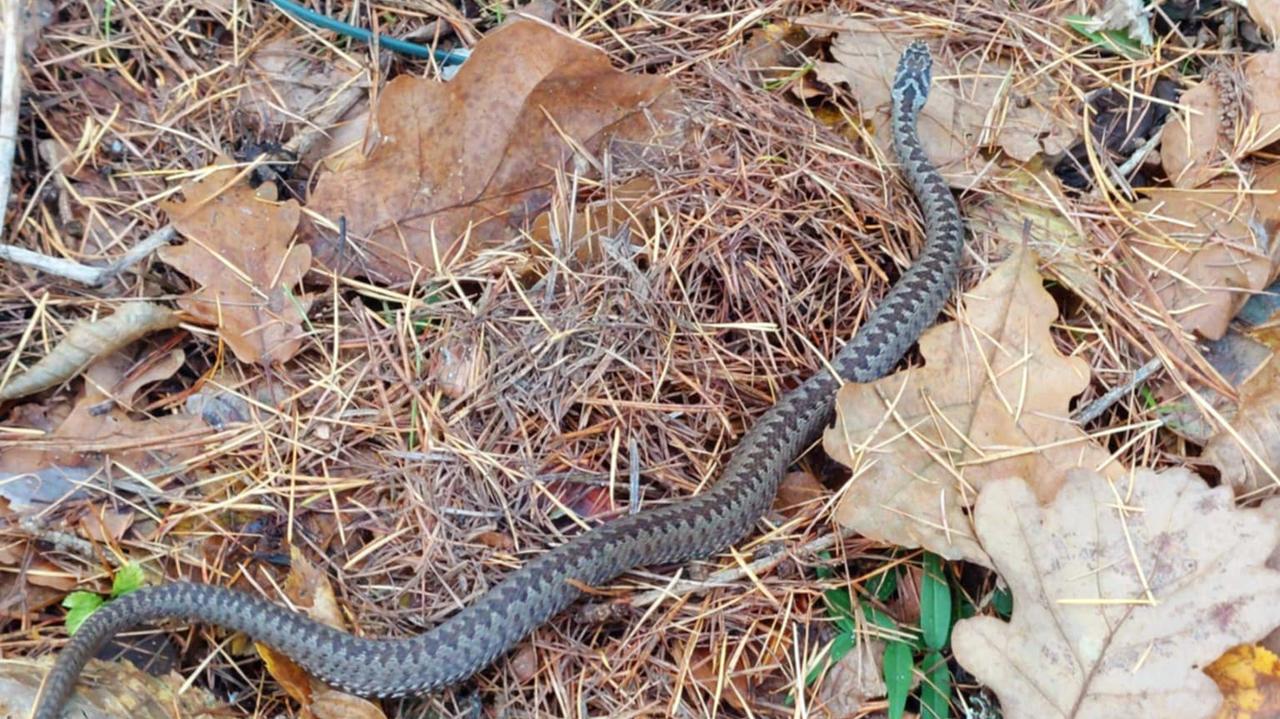 Żmija zygzakowata. przez cały czas jest aktywna. "Zachowajcie bezpieczny dystans"