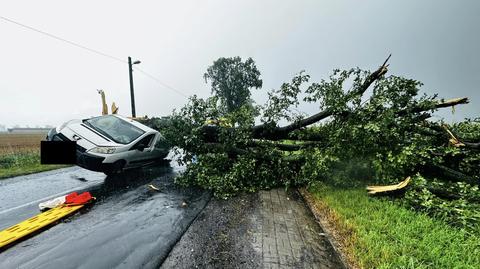Drzewo upadło na jadący samochód w Śródce (woj. wielkopolskie)