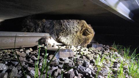 Fotopułapka uchwyciła niedźwiedzia brunatnego 