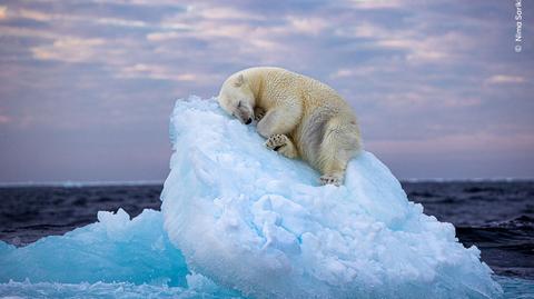 Niedźwiedź polarny kontra plastikowe odpady