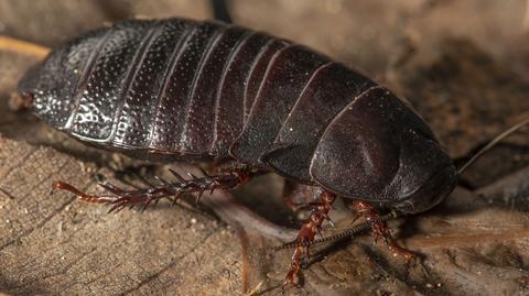 Gatunek karalucha, który miał wymrzeć 80 lat temu, znaleziony na australijskiej wyspie