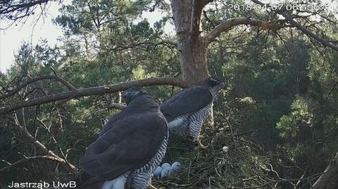 Jastrzębia rodzina w oku kamery